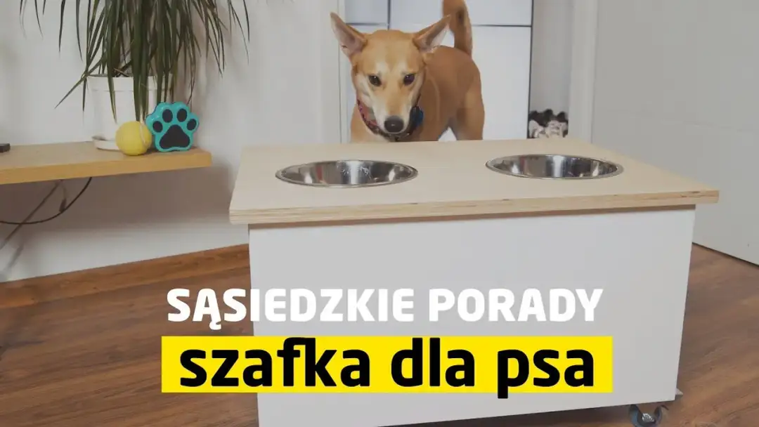 Jak zrobić stojak na miski dla psa - proste pomysły, które zaoszczędzą czas