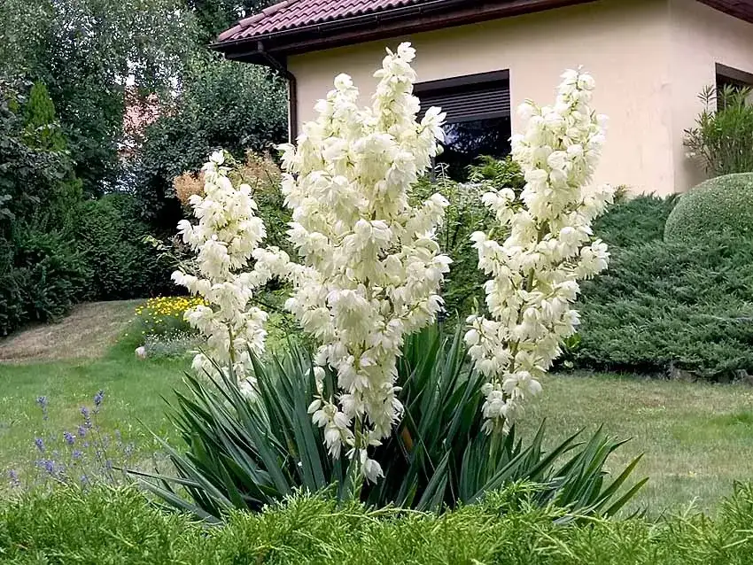 Jaką ziemię wybrać dla juki ogrodowej, aby rosła zdrowo i pięknie?