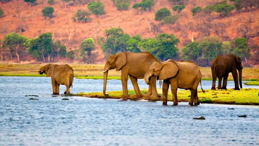 RPA kiedy jechać: idealny czas na safari i niezapomniane przygody