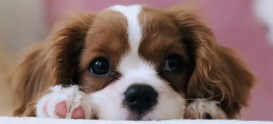 Cichy pies do mieszkania: Rasy, które nie szczekają (prawie!)