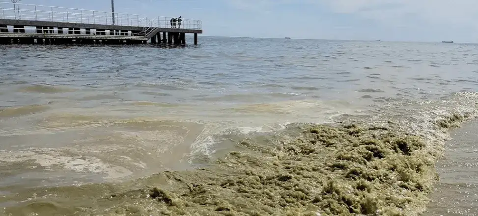 Bałtyk: temperatura wody, upwelling i sinice. Co musisz wiedzieć?