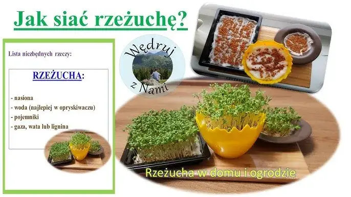 Jak się poprawnie pisze rzeżucha: zasady pisowni i najczęstsze błędy