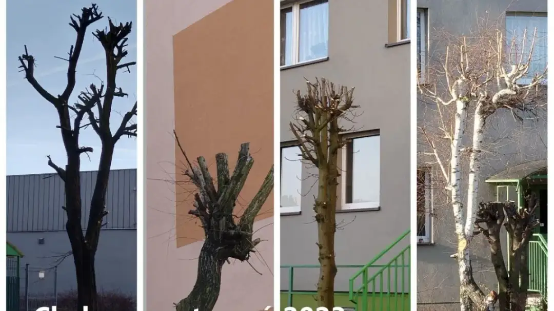 Jakie drzewa sadzić na osiedlach, by uniknąć problemów z infrastrukturą?