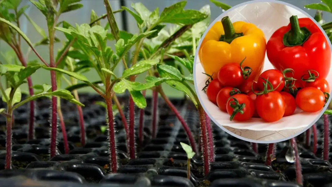 Co można siać do gruntu w marcu? Sprawdź najlepsze warzywa i kwiaty