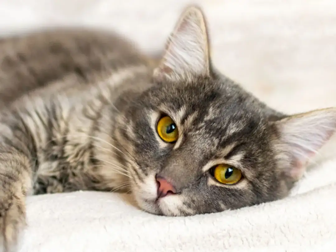 Ropomacicze u kotki: objawy, diagnoza i ratujące życie leczenie