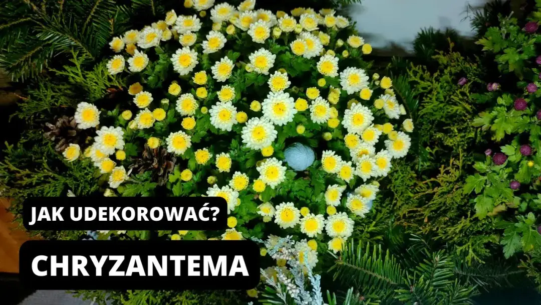 Jak udekorować chryzantemy w doniczce na cmentarz, by uczcić bliskich