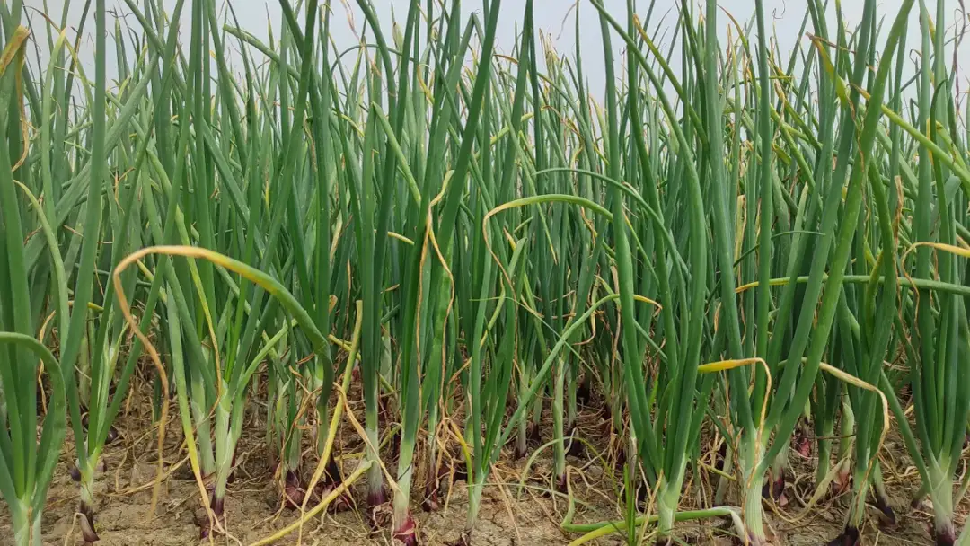 Jak właściwie uprawiać nasiona cebuli ozimej?