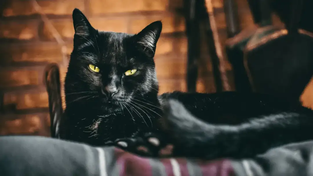 Czy koty mają duszę? Odkryj różne perspektywy na ten temat