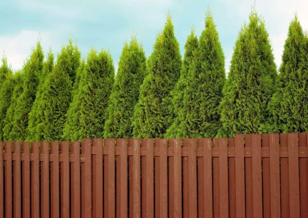 Rząd zielonych tuj za brązowym drewnianym płotem pod błękitnym niebem.