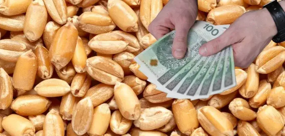 Cena pszenicy w skupie 2026: Ile zapłacą za Twoje ziarno?