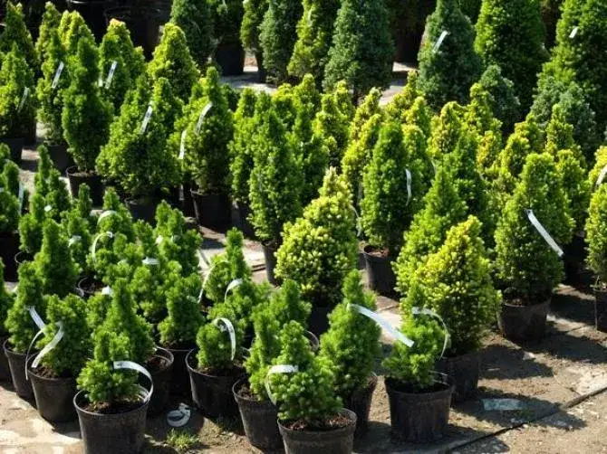 Jakie iglaki na cmentarz wybrać, aby uniknąć problemów z pielęgnacją?