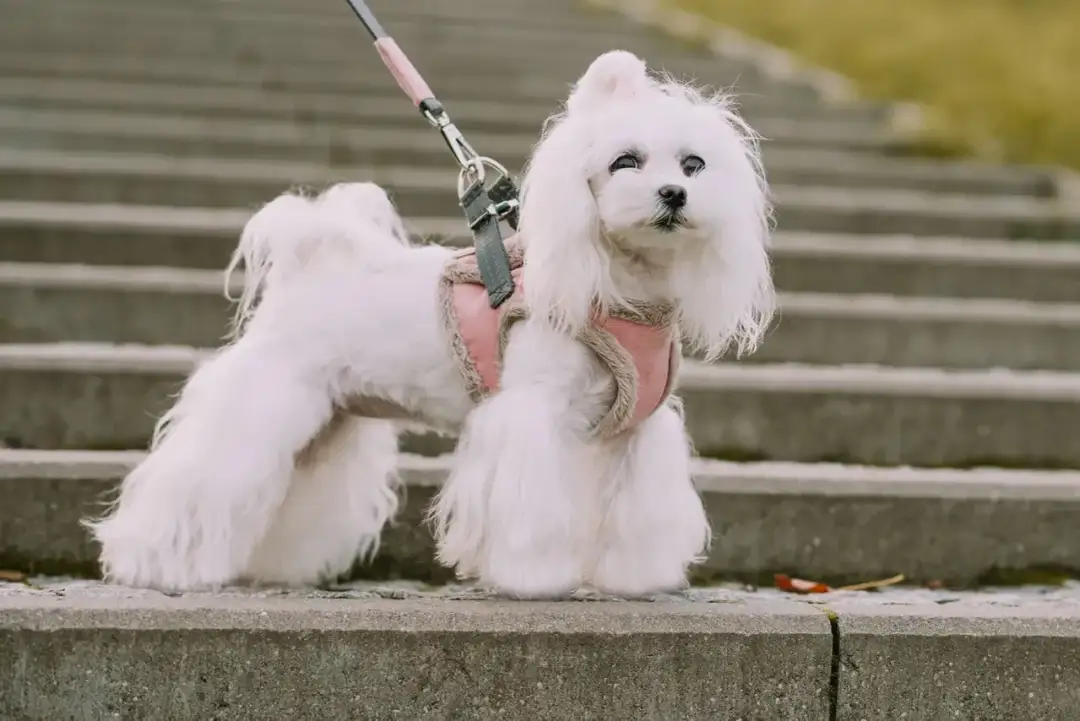 Jaką obrożę dla maltańczyka wybrać, by zapewnić mu komfort?