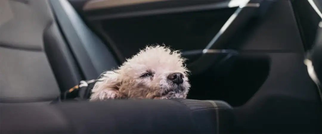 Jak pomóc psu na chorobę lokomocyjną – skuteczne metody i porady