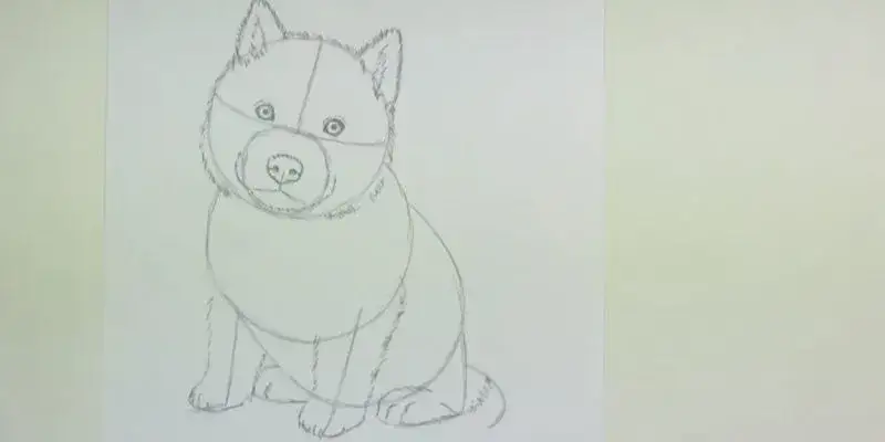 Jak łatwo narysować psa husky krok po kroku dla początkujących