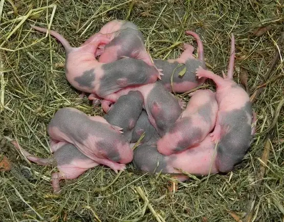 Jak rozmnażają się szczury - zaskakujące fakty o ich życiu i rozrodzie