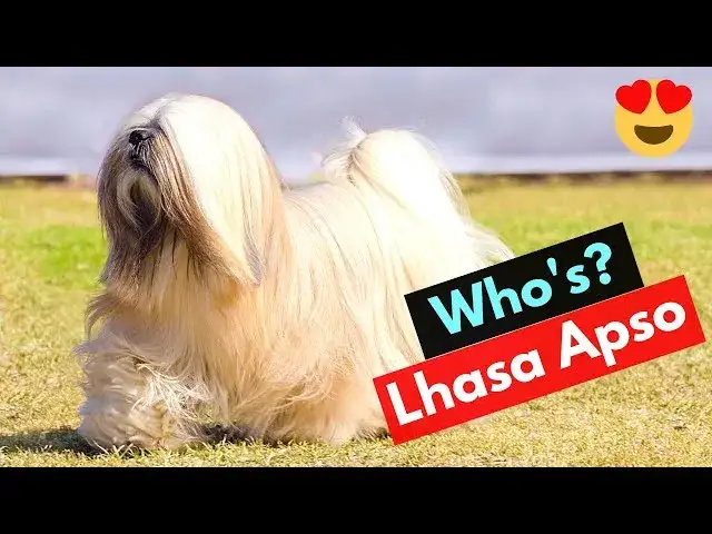 Prowadzenie hodowli lhasa apso: kompletny poradnik dla początkujących