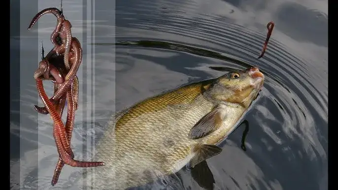 Jak zakładać białego robaka na haczyk, aby złapać więcej ryb