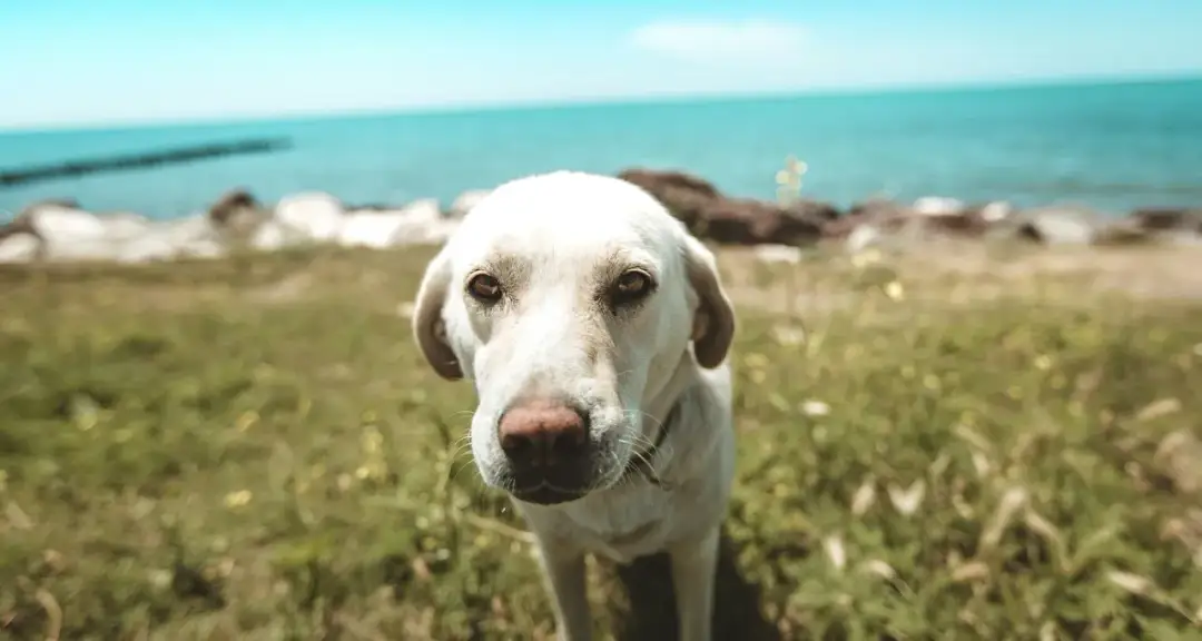 Gdzie nad morze z psem - najlepsze plaże i atrakcje dla czworonogów