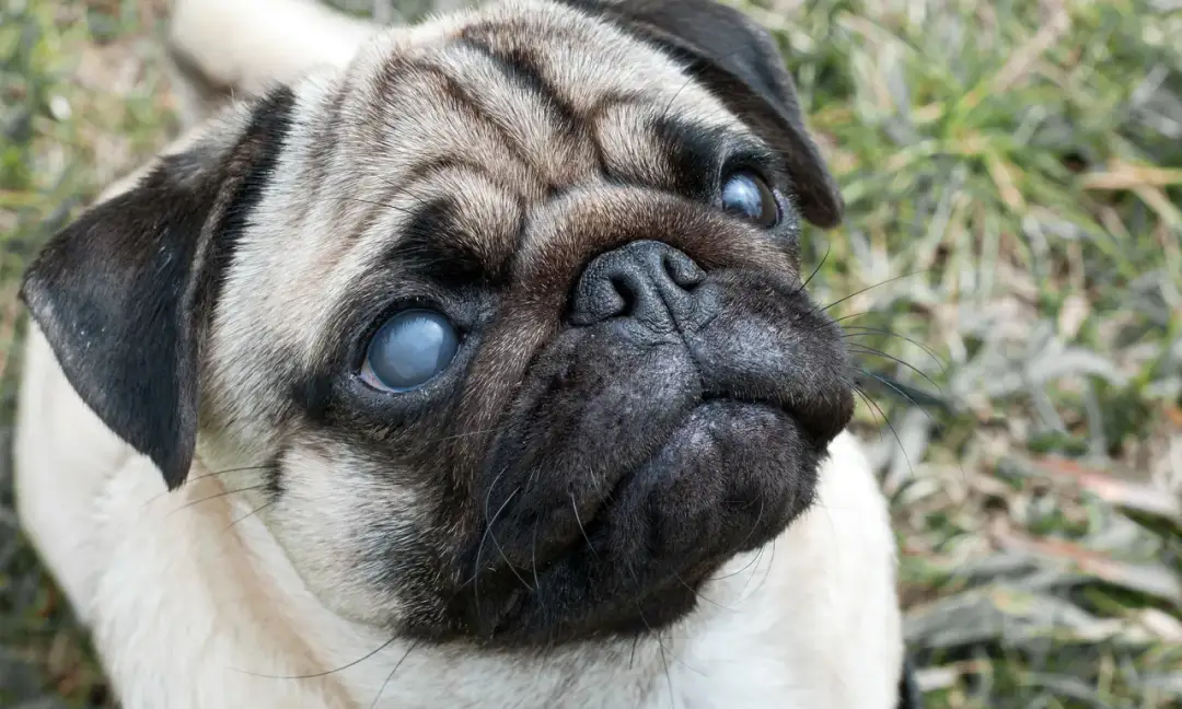 Jaskra u psa: Ból, ciśnienie, objawy. Jak uratować wzrok?