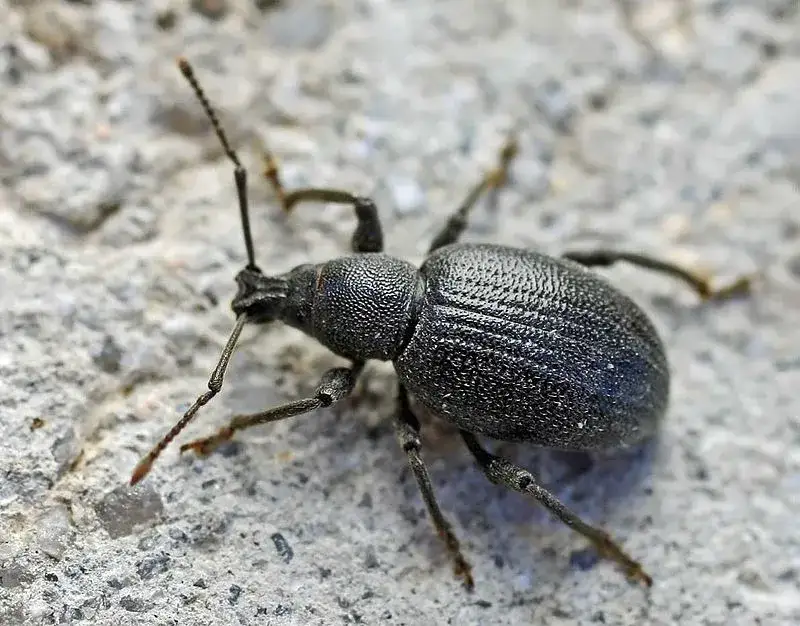 Opuchlaki w ogrodzie: niebezpieczne objawy, które zniszczą twoje rośliny