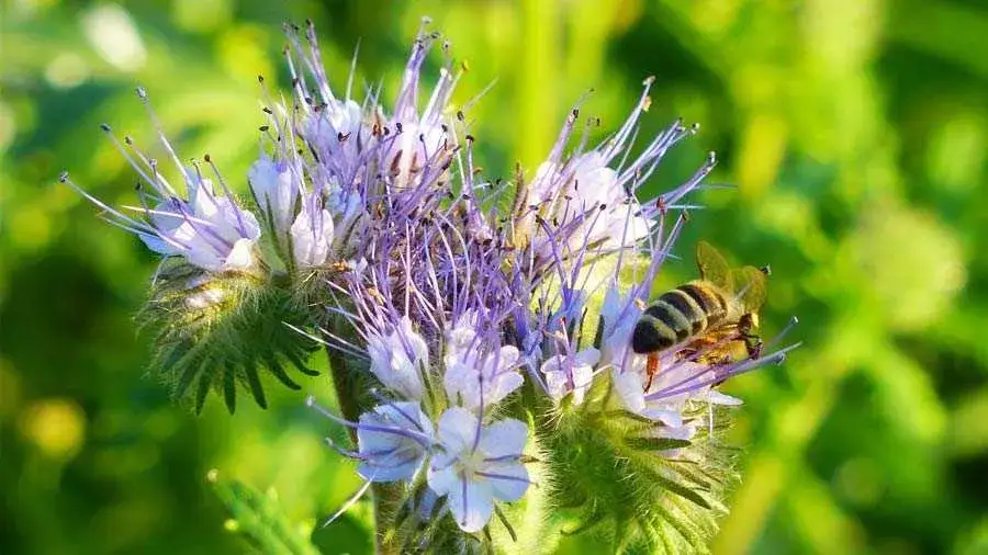 Miód faceliowy z czego powstaje? Sekrety facelii błękitnej i jej wpływ na zdrowie
