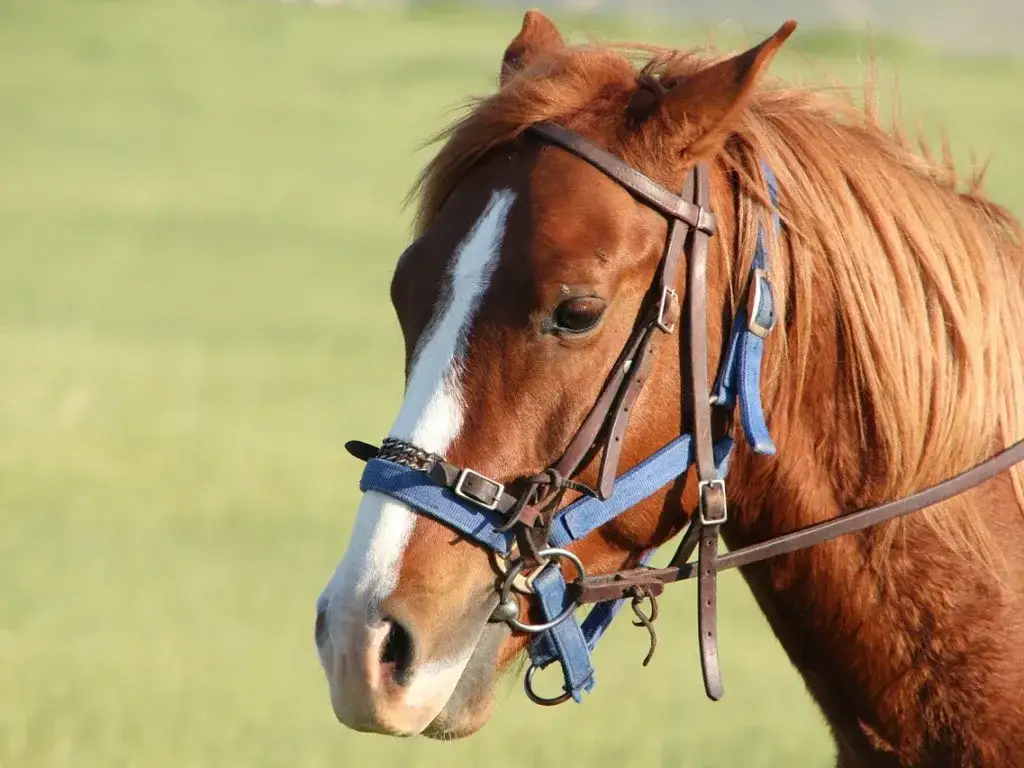 Stadnina koni Sarbinowo - wyjątkowe lekcje jazdy i przejażdżki