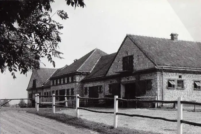 Stadnina Koni Michałów - historia, hodowla i pasjonujące fakty