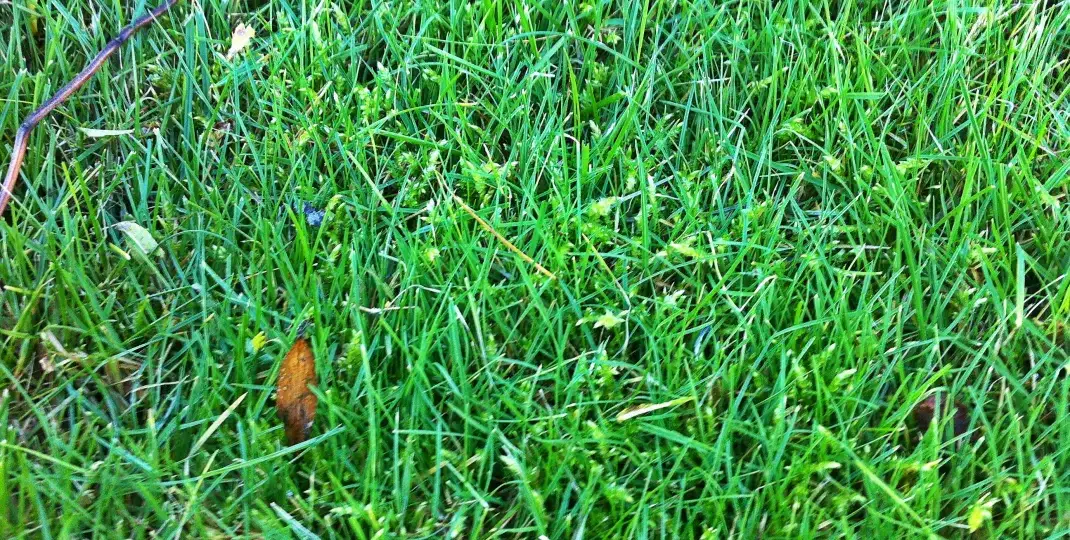 Mech na trawniku: Przyczyny, skuteczne metody i trwała profilaktyka.