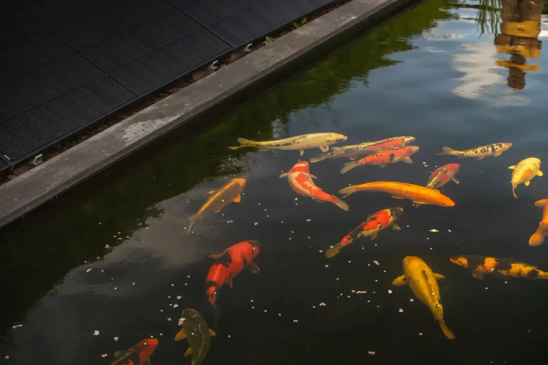 Was fressen Kois im Teich? Die besten Futteroptionen und Tipps