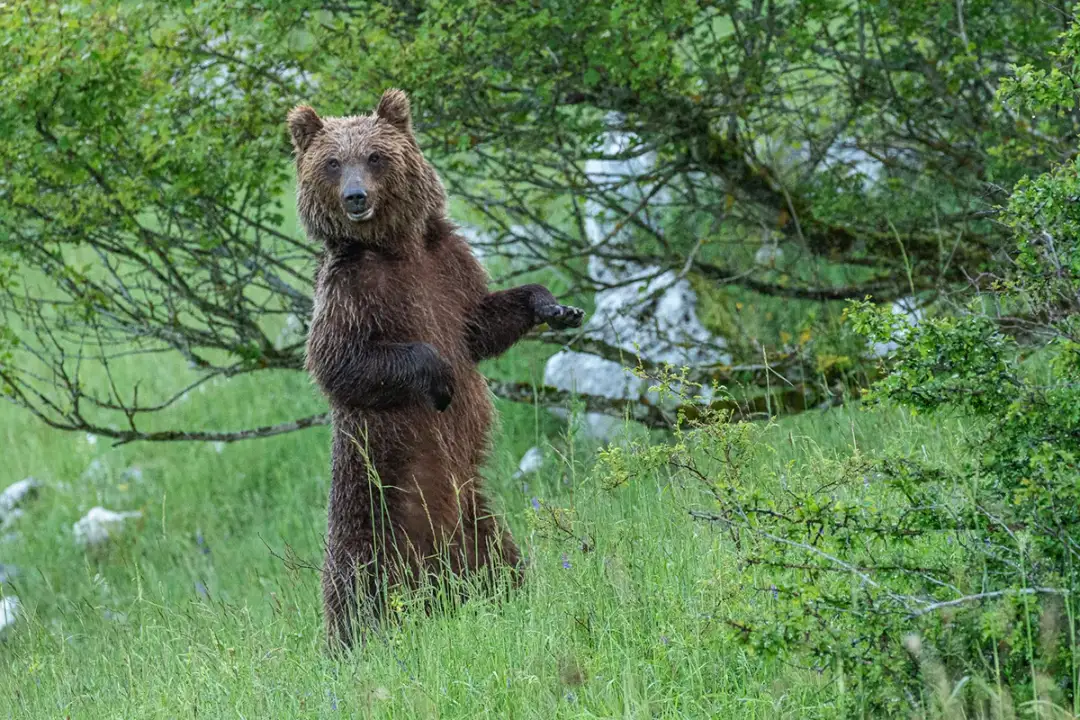 Montagne Rocciose: non è un film! Evita le vere "trappole".