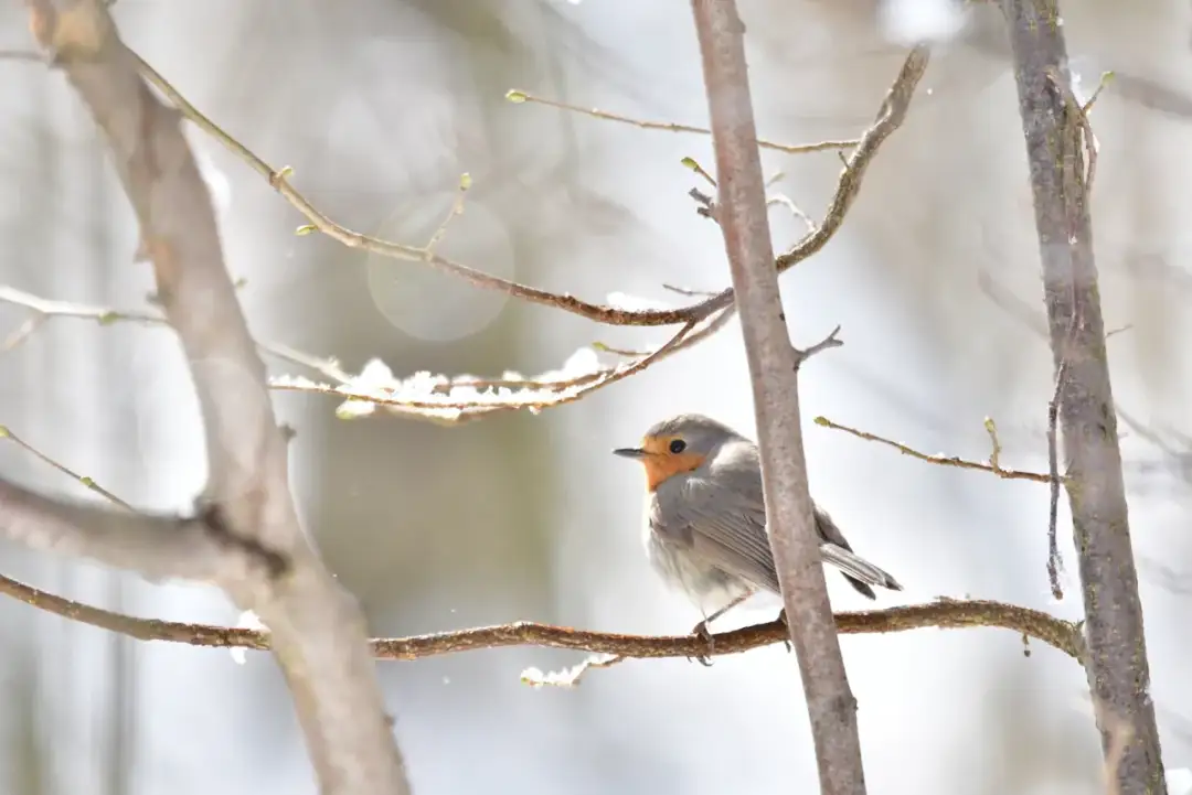 Jakie ptaki zimują w Polsce? Poznaj ich tajemnice i zachowania