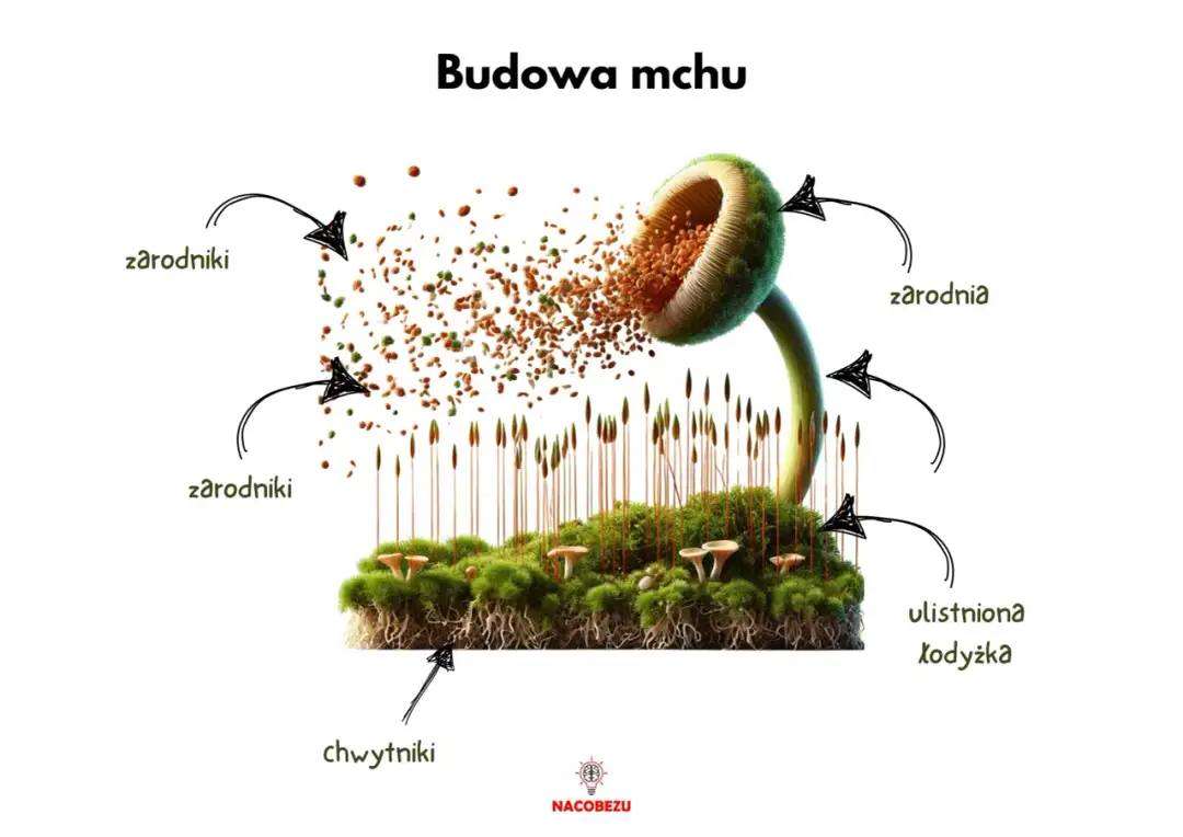 Gdzie wypożyczyć podręczniki do biologii 5 klasa i zaoszczędzić?