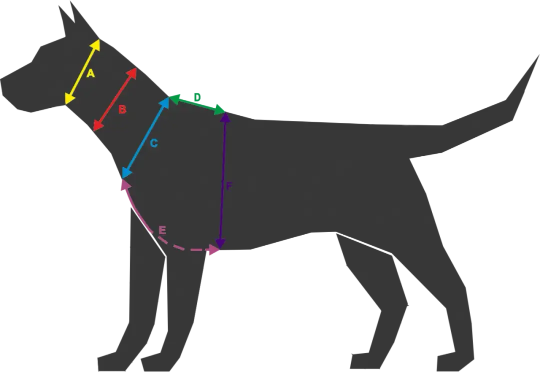 Jak założyć psu obrożę, aby była wygodna i bezpieczna