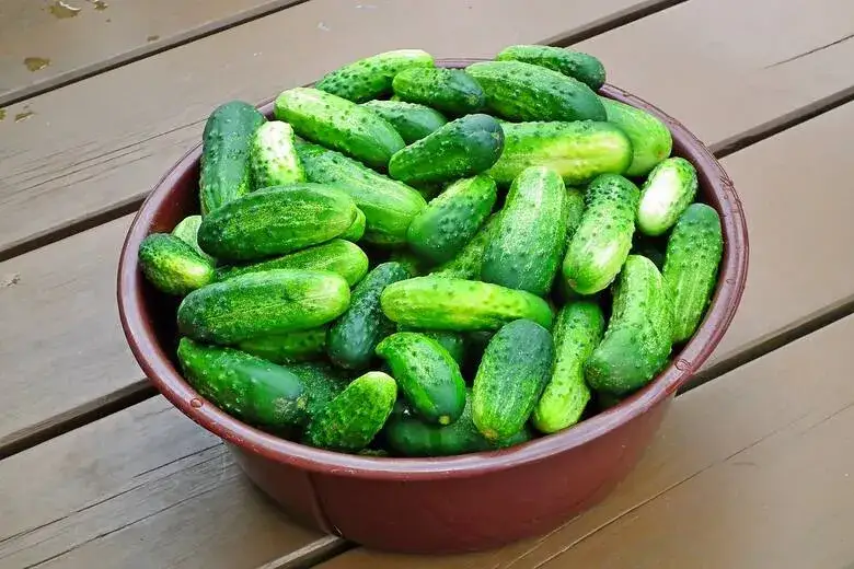 Kiedy jest sezon na ogórki gruntowe? Sprawdź, aby nie przegapić!