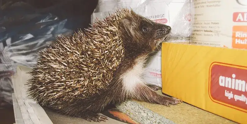 Jak jeże się rozmnażają? Poznaj tajemnice ich cyklu życia