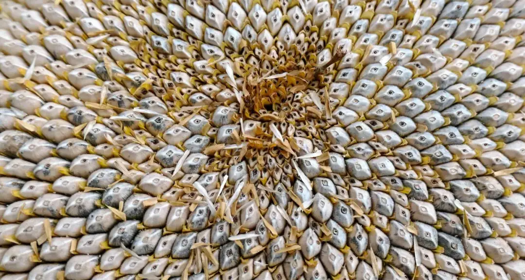 Czy pies może jeść pestki słonecznika? Bezpieczeństwo i zagrożenia