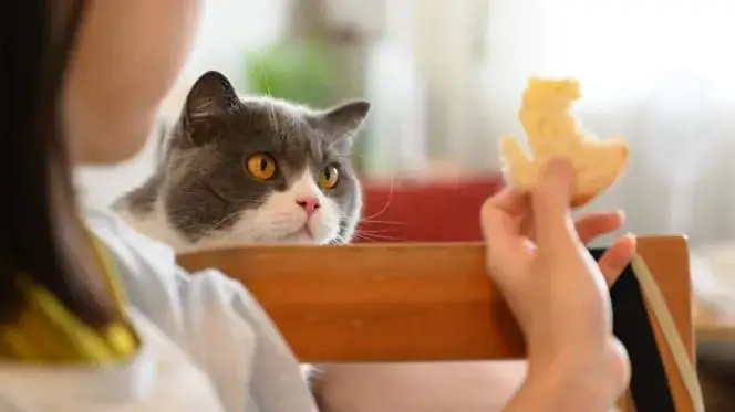 Czy koty mogą jeść frytki? Dowiedz się, dlaczego to niebezpieczne