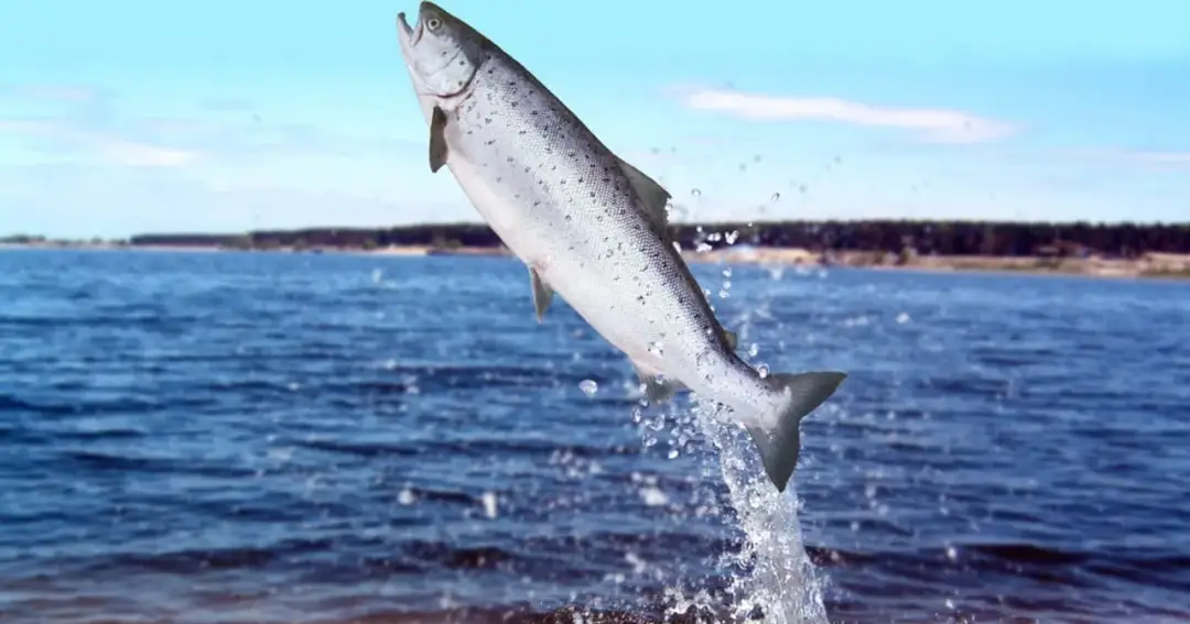 Łosoś w Bałtyku: Czy wciąż tam jest i jak go odróżnić?