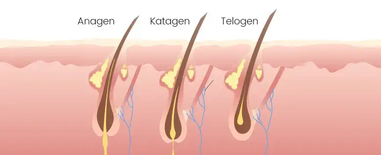 Jak długo rosną rzęsy? Fakty, które zaskoczą każdą kobietę