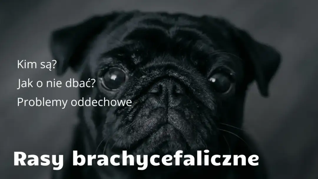 Psy brachycefaliczne: Urok czy cierpienie? Jak dbać o zdrowie?