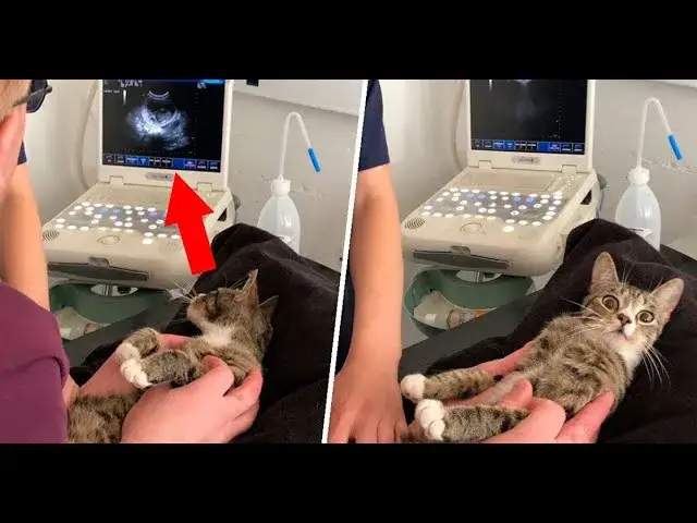 Jak sprawdzić czy kotka jest w ciąży - objawy i metody potwierdzenia