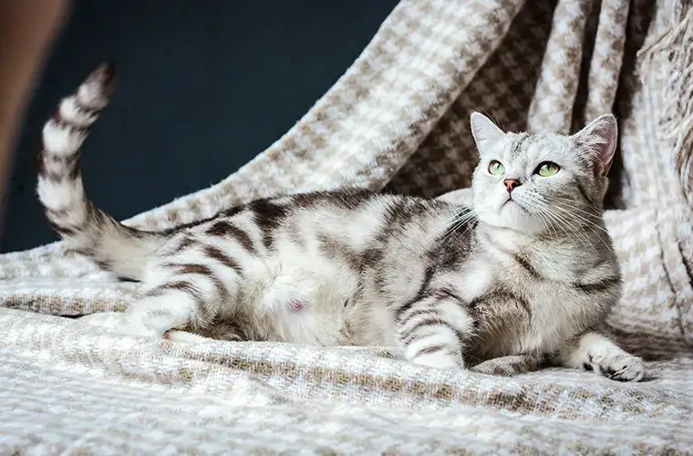 Karmiąca kotka w ciąży? Tak, to możliwe! Jak zapobiec?
