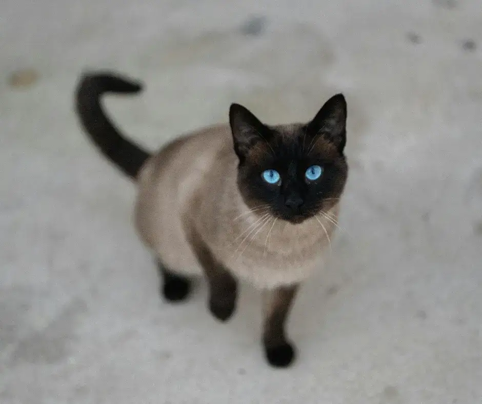 Kot tonkijski amerykański a angielski - różnice, które zaskakują każdego