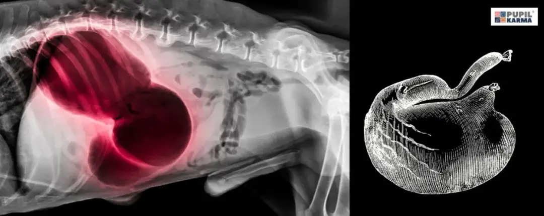 Owczarek niemiecki: Ile posiłków dziennie? Zapobiegaj skrętowi żołądka!