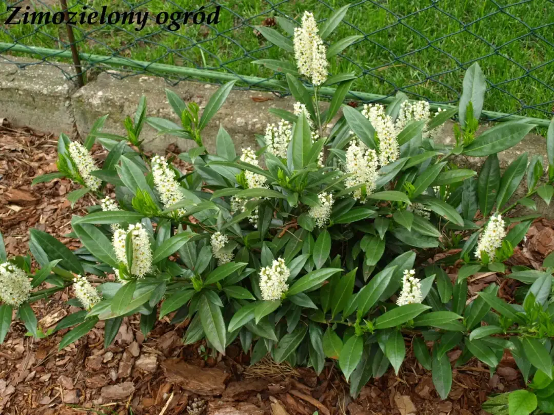 Laurowiśnia nie kwitnie? Poznaj przyczyny i ciesz się kwiatami!