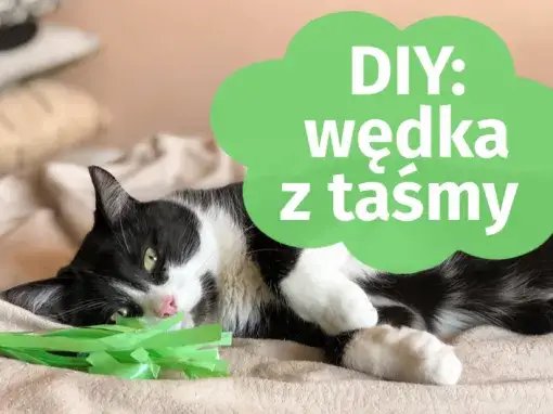 Jak zrobić wędkę dla kota z łatwych materiałów w domu