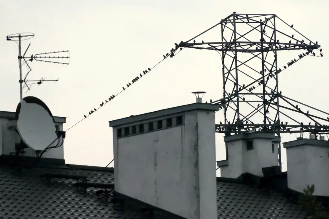 Dlaczego ptaki nie razi prąd? Odkryj tajemnice ich bezpieczeństwa