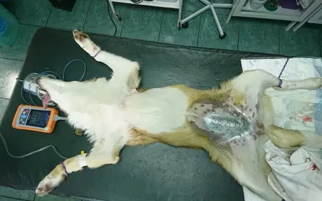 Rana po kastracji psa: powikłania, objawy i skuteczne leczenie