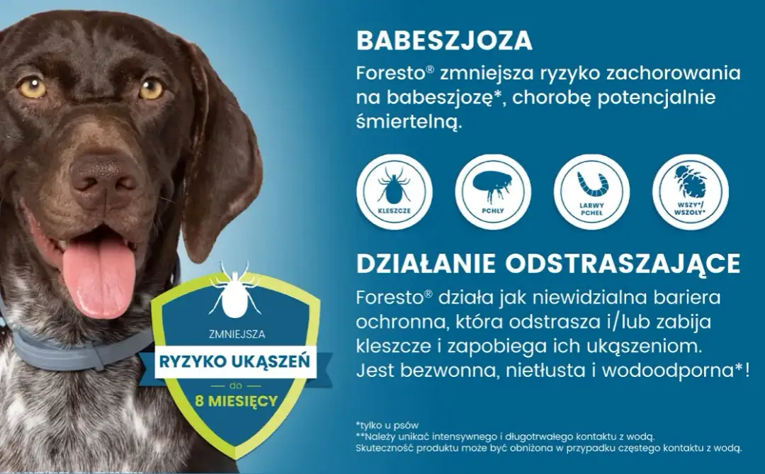 Jak działa obroża Foresto i jak skutecznie chroni psa przed pasożytami