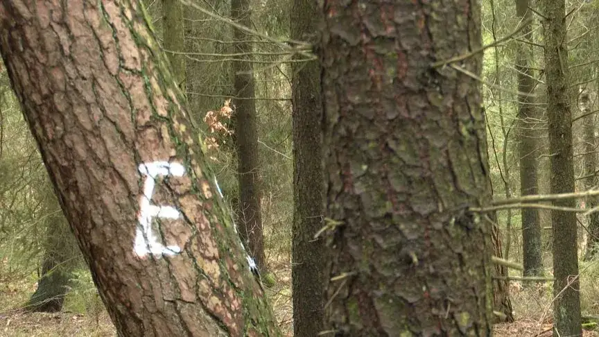 Jak oznacza się drzewa do wycinki? Zobacz, jakie oznaczenia są używane